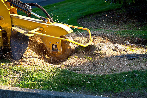 Best Leaf Removal  in Columbus Junction, IA